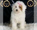 Puppy GiGi AKC Poodle (Miniature)