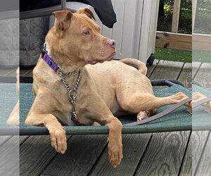 Stella - Female American Pit Bull Terrier-Unknown Mix Dog for Adoption - Photo #2