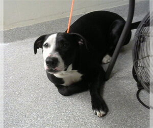 American Pit Bull Terrier Dogs for adoption in Pasadena, TX, USA