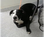 SKIE - Female American Pit Bull Terrier Dog for Adoption - Small photo