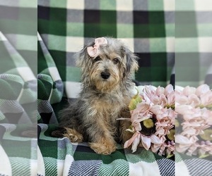 YorkiePoo Puppy for sale in LINCOLN UNIVERSITY, PA, USA
