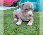 Small Photo #3 American Bully Puppy For Sale in NEW BERN, NC, USA