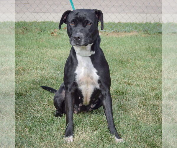Medium Photo #3 American Staffordshire Terrier-Unknown Mix Puppy For Sale in Huntley, IL, USA