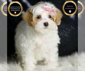 Maltipoo Puppy for sale in WARSAW, IN, USA