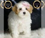 Small Maltipoo