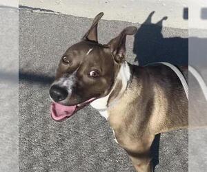 American Pit Bull Terrier Dogs for adoption in Camarillo, CA, USA