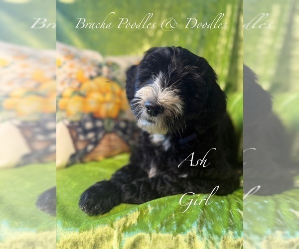Medium Photo #5 Golden Mountain Doodle  Puppy For Sale in SAINT CLOUD, MN, USA