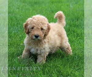 Goldendoodle (Miniature) Puppy for sale in NARVON, PA, USA