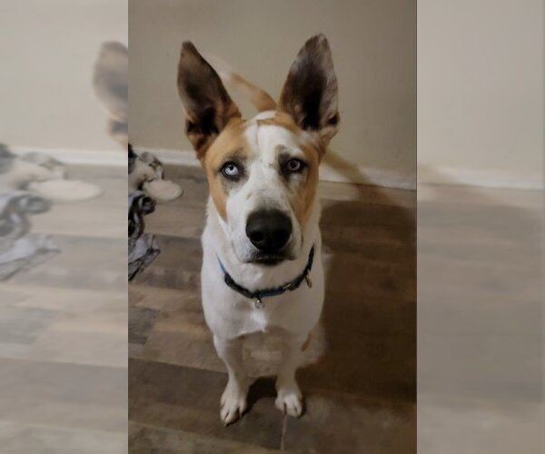 Medium Photo #9 Mutt Puppy For Sale in Mesa, AZ, USA