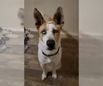 Small #8 Mutt