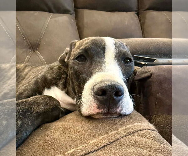 Medium Photo #3 Mutt Puppy For Sale in Canton, CT, USA