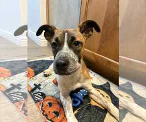 Mutt Dogs for adoption in Sandy, UT, USA