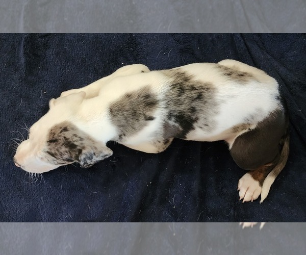Medium Photo #6 Catahoula Leopard Dog Puppy For Sale in CUMBY, TX, USA