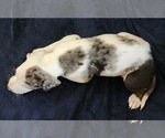 Small #5 Catahoula Leopard Dog