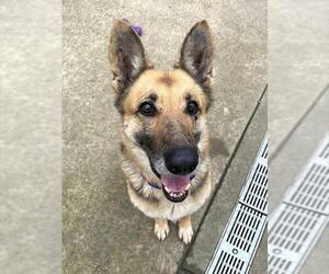 German Shepherd Dog Dogs for adoption in Sacramento, CA, USA