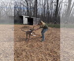 Small #2 Mountain Cur-Plott Hound Mix