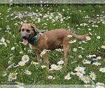 Small #1 Labrador Retriever Mix