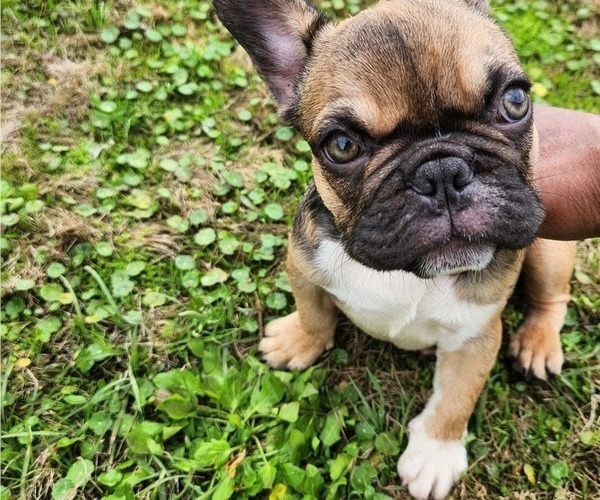 Medium Photo #2 French Bulldog Puppy For Sale in LAFAYETTE, LA, USA