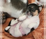 Small #5 Chihuahua