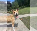 Small #9 Carolina Dog-Labrador Retriever Mix