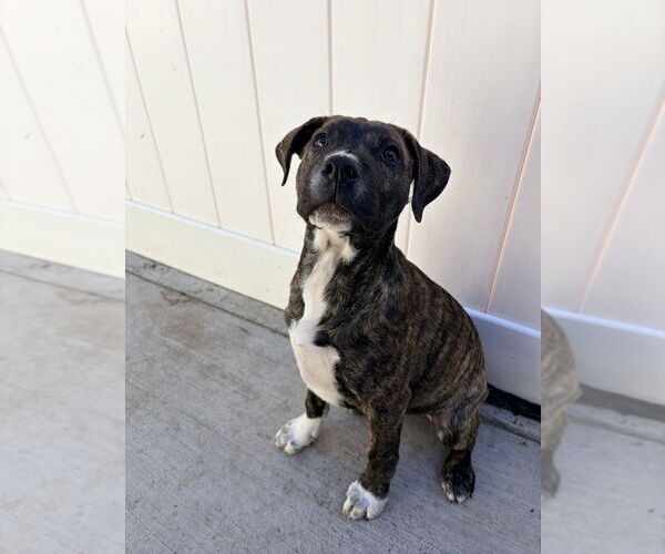 Medium Photo #12 Boxer-Unknown Mix Puppy For Sale in Dana Point, CA, USA