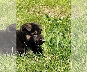 German Shepherd Dog Puppy for sale in BEAVER FALLS, PA, USA