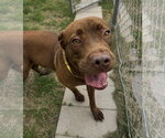 Small #1 Coonhound-Labrador Retriever Mix