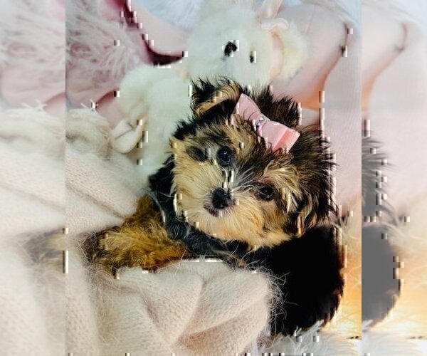 Medium Photo #13 Morkie Puppy For Sale in MIAMI BEACH, FL, USA