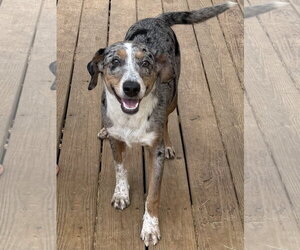 Catahoula Leopard Dog-Unknown Mix Dogs for adoption in Wetumpka, AL, USA