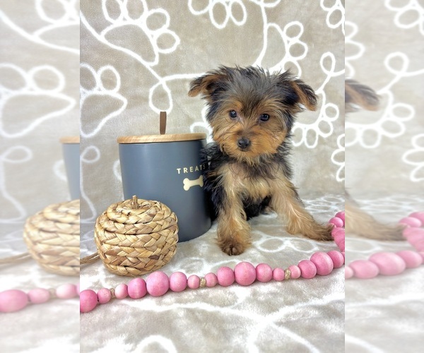 Medium Photo #3 Yorkshire Terrier Puppy For Sale in INDIANAPOLIS, IN, USA