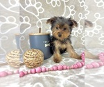 Small #2 Yorkshire Terrier