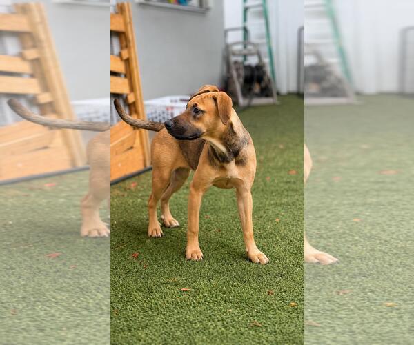 Medium Photo #3 Dachsador Puppy For Sale in Pompano Beach , FL, USA