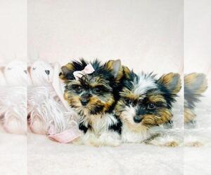 Yorkshire Terrier Puppy for sale in HOLLYWOOD, FL, USA