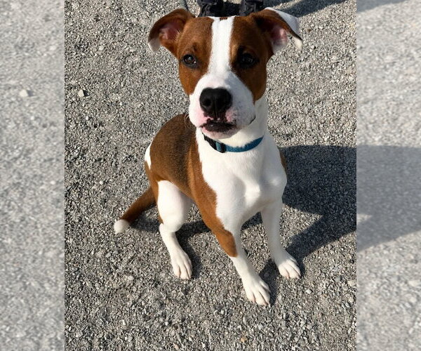 Medium Photo #1 Mutt Puppy For Sale in Evansville, IN, USA