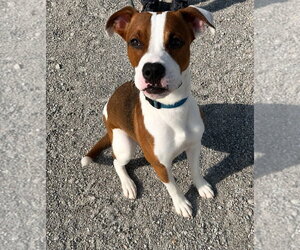 Mutt Dogs for adoption in Evansville, IN, USA