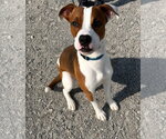 Small Mutt
