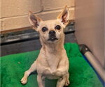 Small #1 Chihuahua Mix