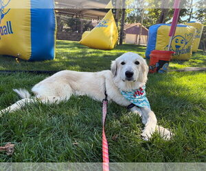 Great Pyrenees-Unknown Mix Dogs for adoption in Germantown, OH, USA
