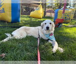 Vittoria - Female Great Pyrenees-Unknown Mix Dog for Adoption - Small photo
