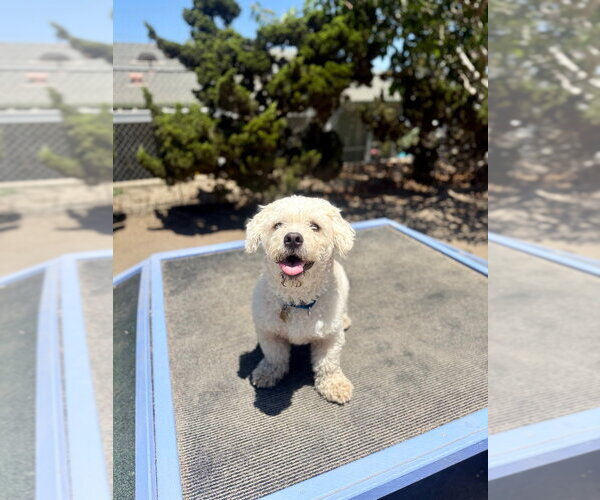 Medium Photo #1 Mutt Puppy For Sale in Seal Beach, CA, USA