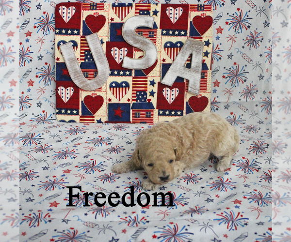 Medium Photo #3 Poodle (Toy) Puppy For Sale in CHANUTE, KS, USA