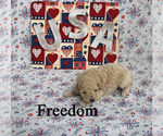 Small #2 Poodle (Toy)