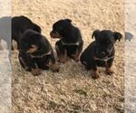Small Photo #4 Rottweiler Puppy For Sale in WINCHESTER, TN, USA