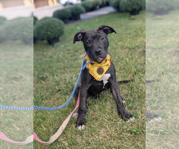 Medium Photo #2 American Pit Bull Terrier-Unknown Mix Puppy For Sale in Germantown, OH, USA