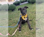 Small Photo #2 American Pit Bull Terrier-Unknown Mix Puppy For Sale in Germantown, OH, USA
