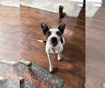 Small #2 Mutt