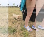 Small #4 Golden Retriever