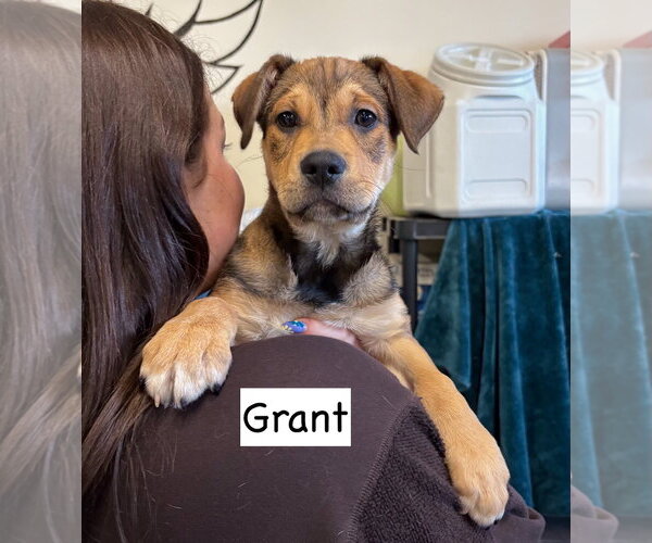 Medium Photo #1 Boxador Puppy For Sale in Gilberts, IL, USA