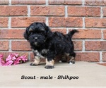 Small #3 Shih-Poo