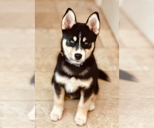 Pomsky Puppy for Sale in FORT WAYNE, Indiana USA